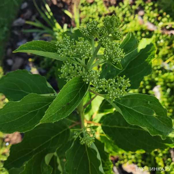 превью изображения отзыва