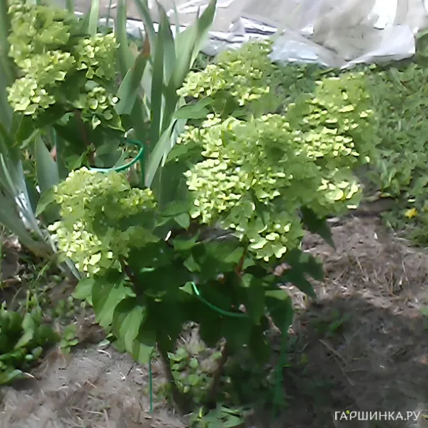 превью изображения отзыва