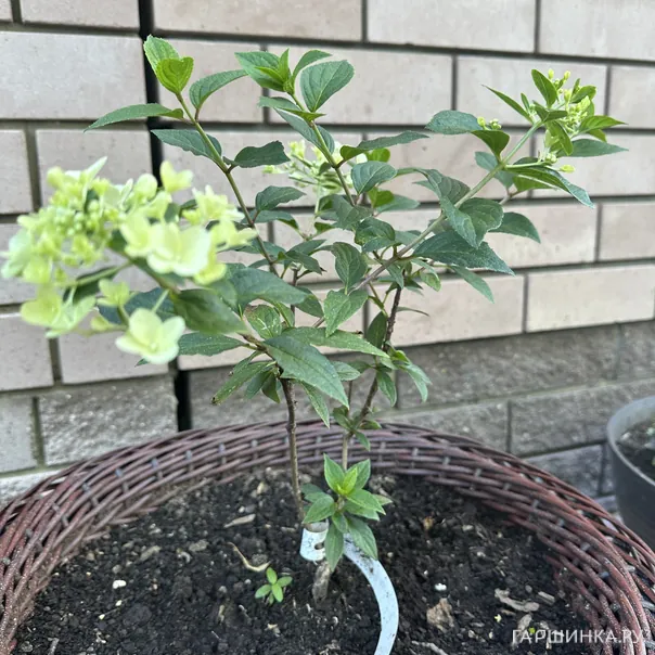 превью изображения отзыва