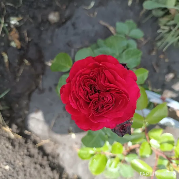 превью изображения отзыва