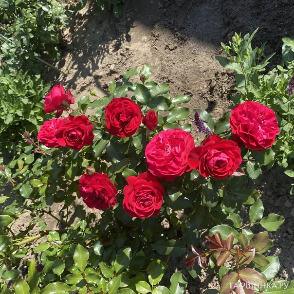 превью изображения отзыва