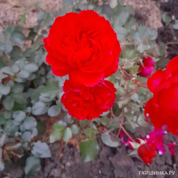 превью изображения отзыва