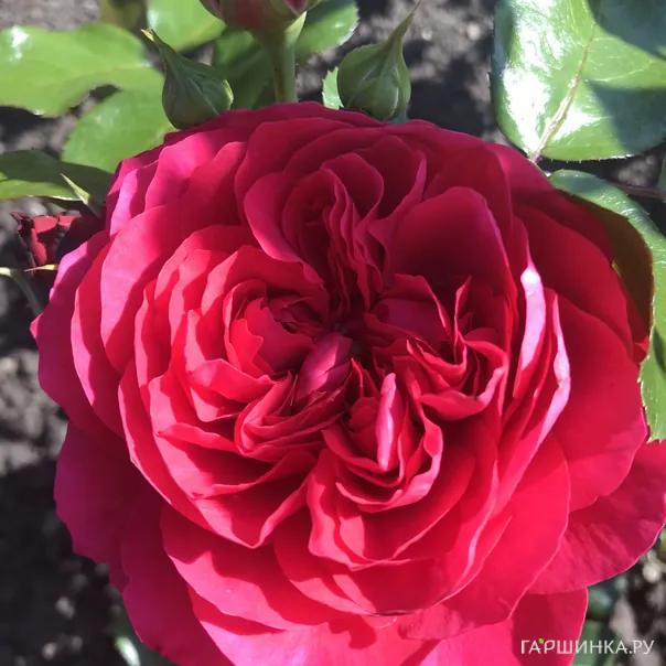 превью изображения отзыва