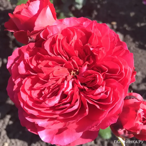 превью изображения отзыва