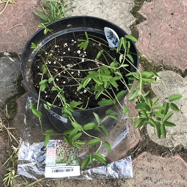 превью изображения отзыва