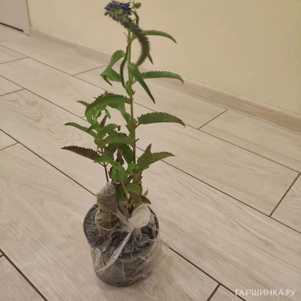 превью изображения отзыва