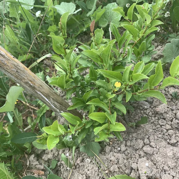 превью изображения отзыва