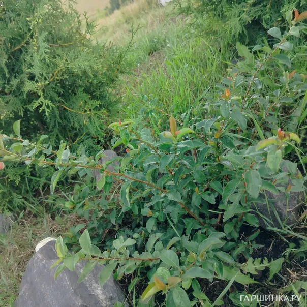 превью изображения отзыва