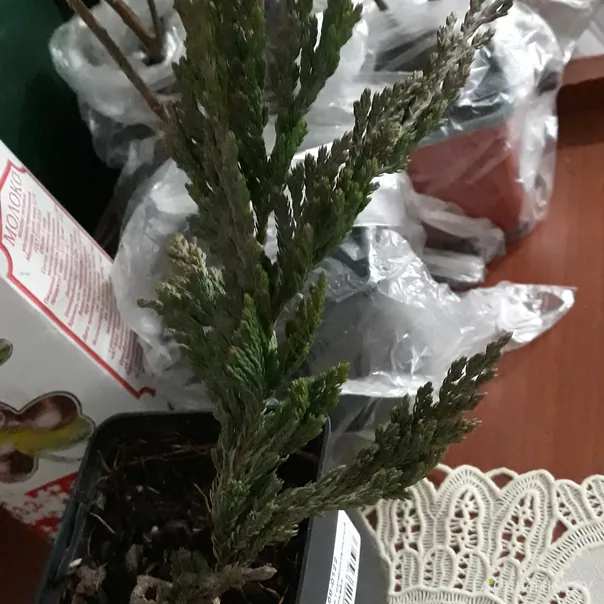 превью изображения отзыва