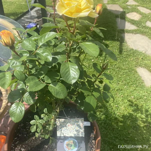 превью изображения отзыва