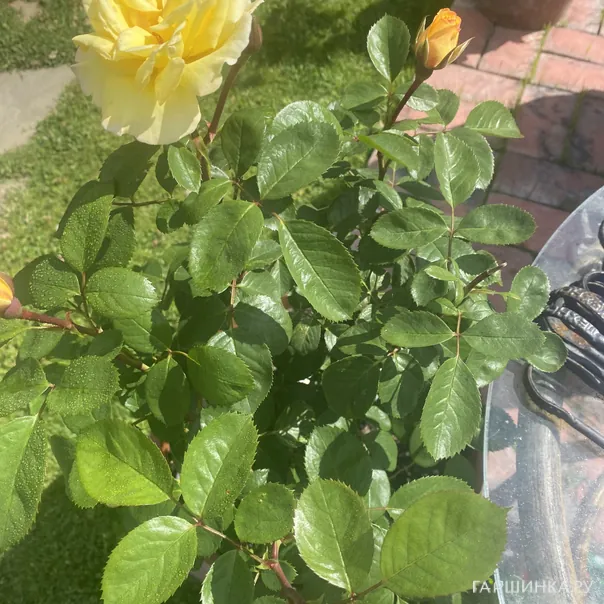 превью изображения отзыва