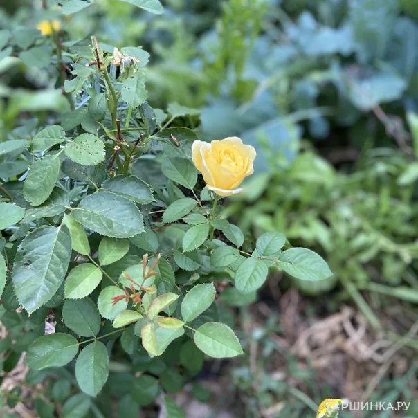 превью изображения отзыва