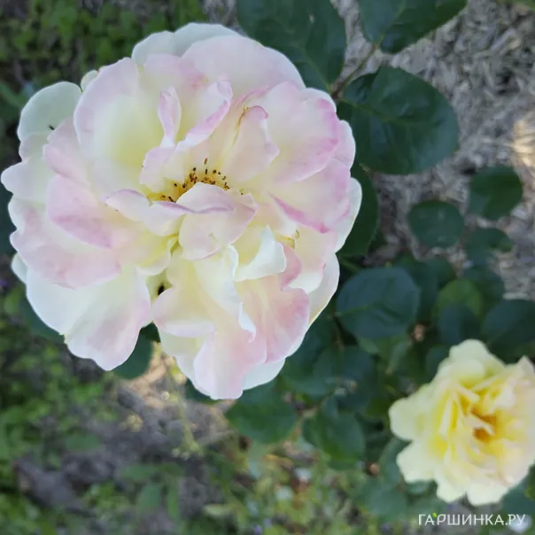 превью изображения отзыва