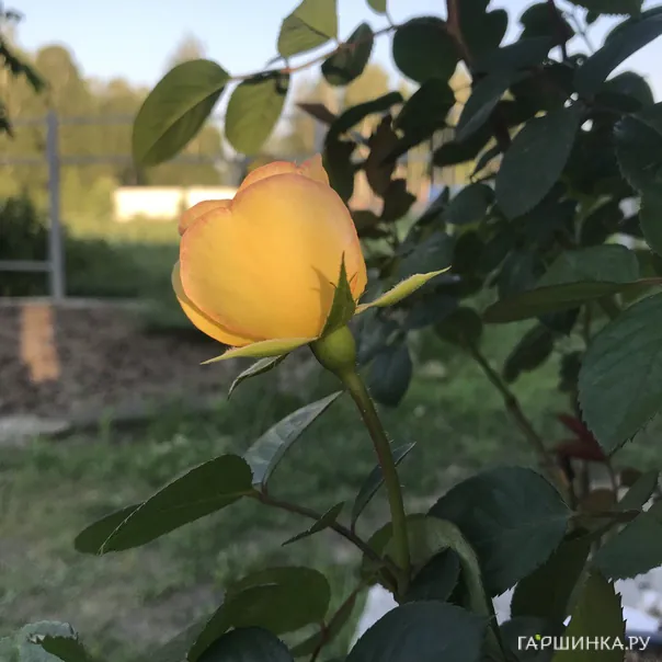 превью изображения отзыва