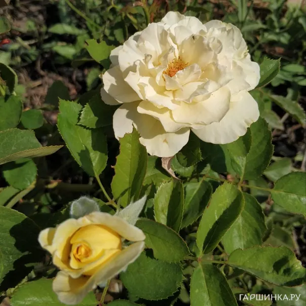 превью изображения отзыва