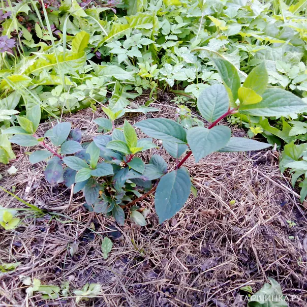 превью изображения отзыва