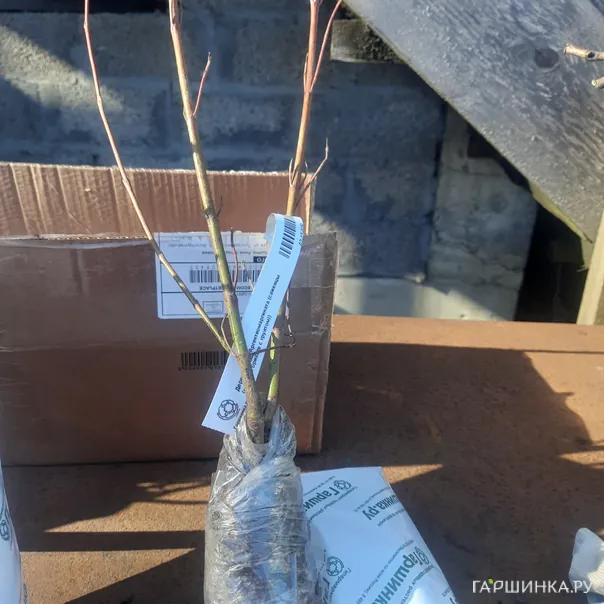 превью изображения отзыва