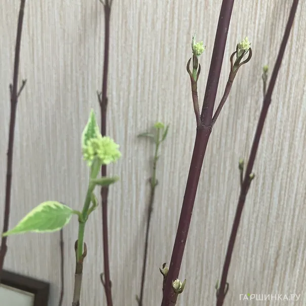 превью изображения отзыва