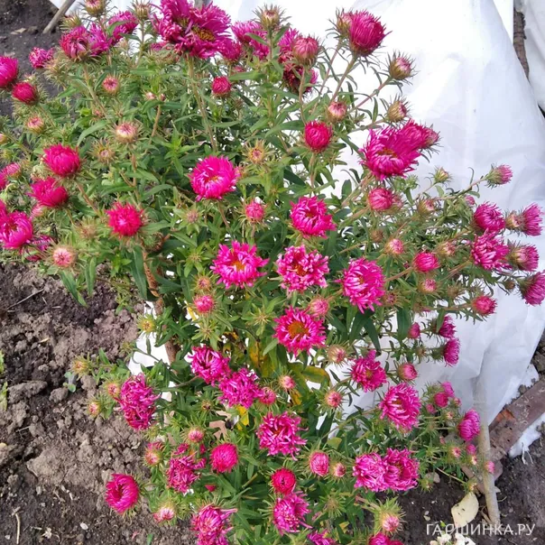 превью изображения отзыва