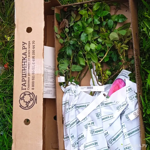 превью изображения отзыва