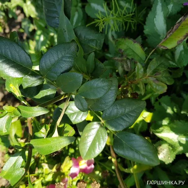 превью изображения отзыва