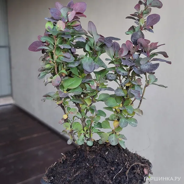 превью изображения отзыва