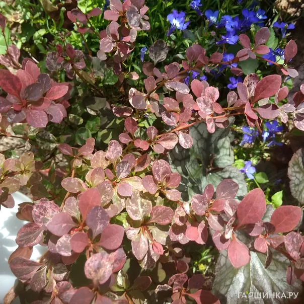 превью изображения отзыва