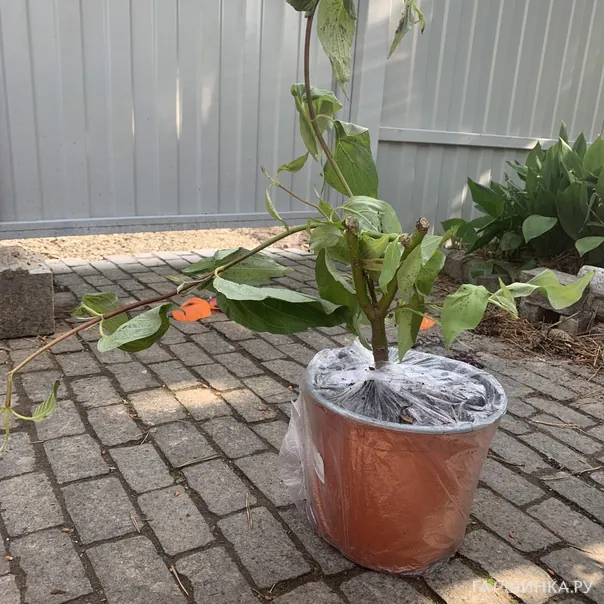 превью изображения отзыва