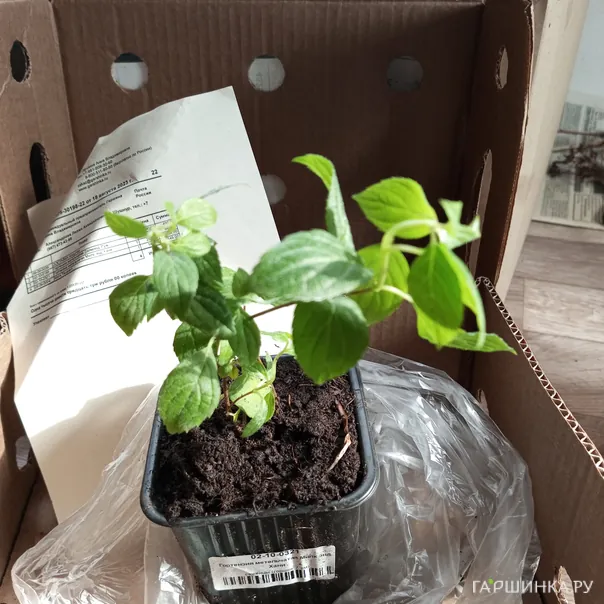 превью изображения отзыва