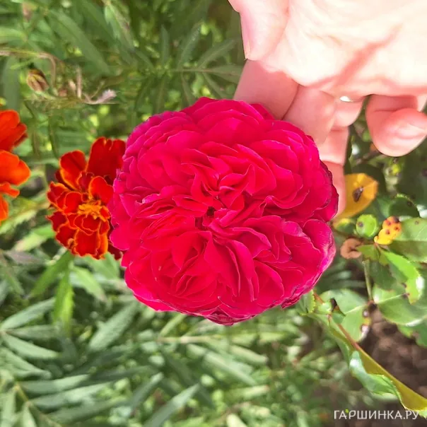 превью изображения отзыва