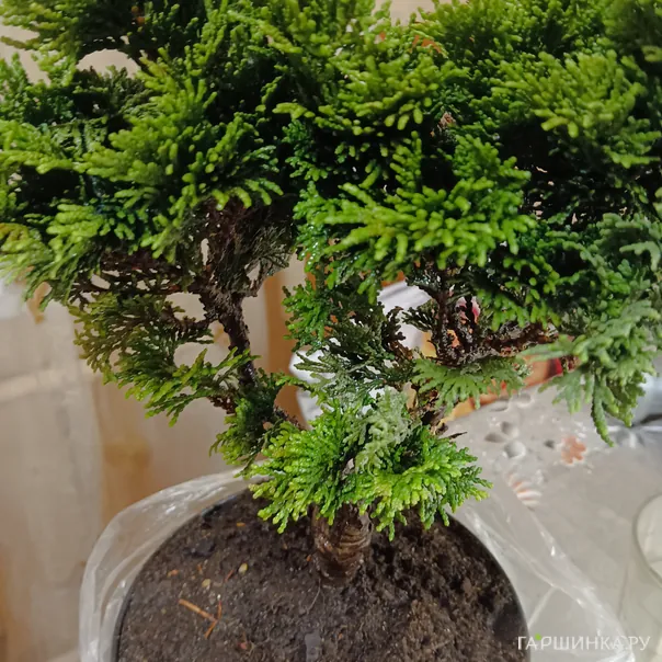 превью изображения отзыва