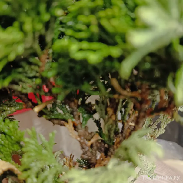 превью изображения отзыва