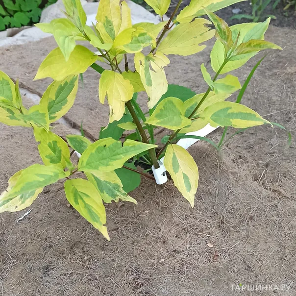 превью изображения отзыва