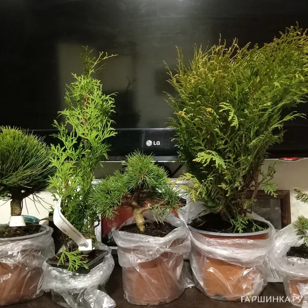 превью изображения отзыва