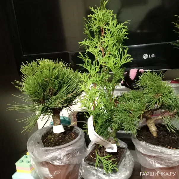 превью изображения отзыва