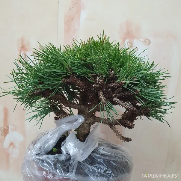 превью изображения отзыва