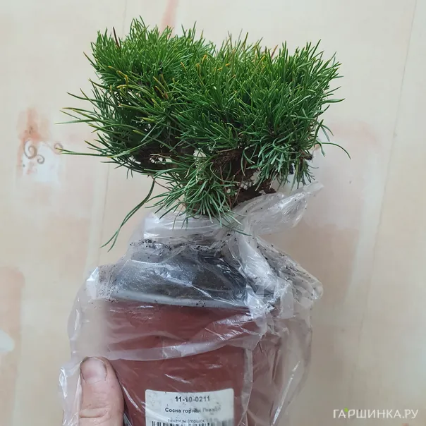 превью изображения отзыва