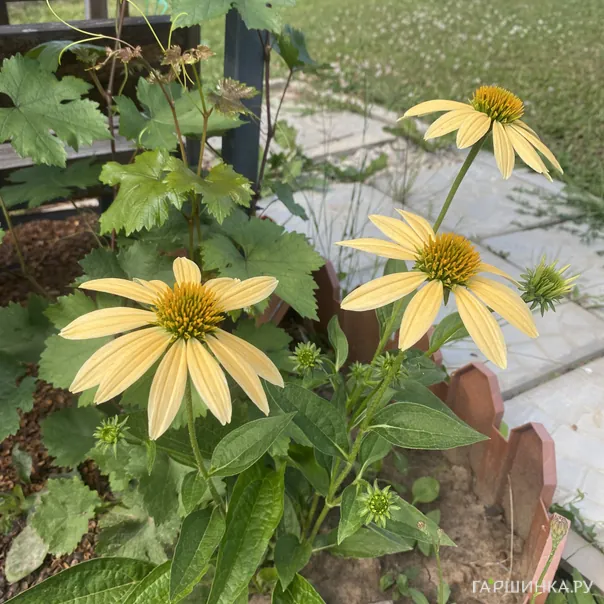 превью изображения отзыва