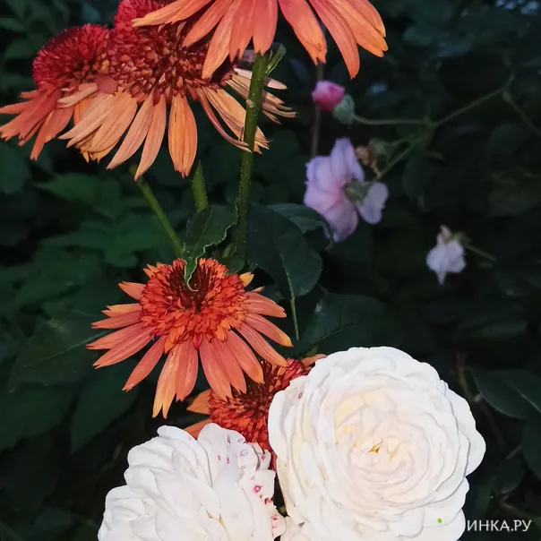 превью изображения отзыва