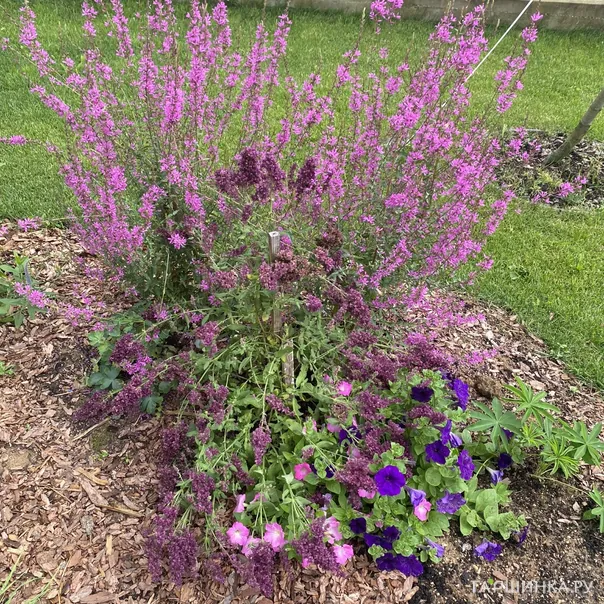 превью изображения отзыва