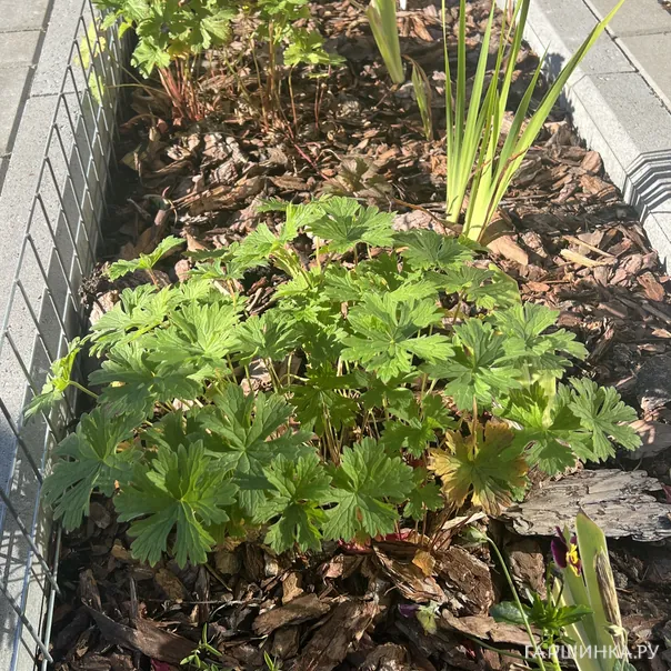 превью изображения отзыва