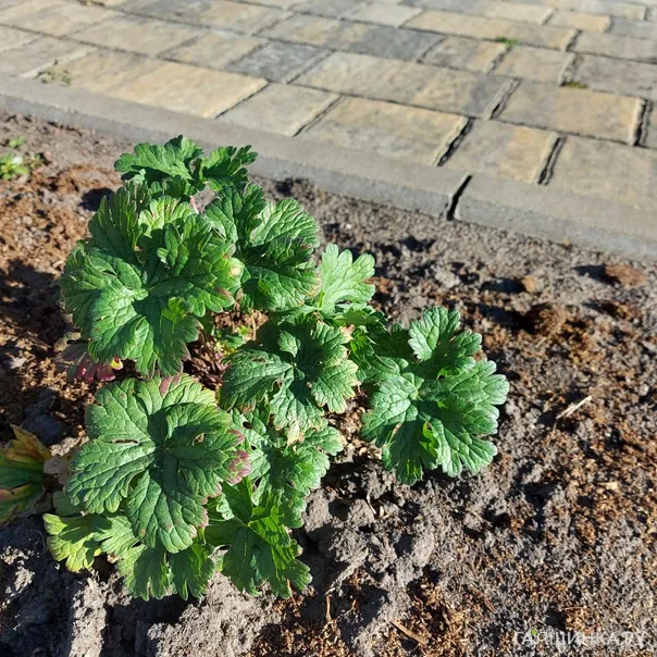 превью изображения отзыва