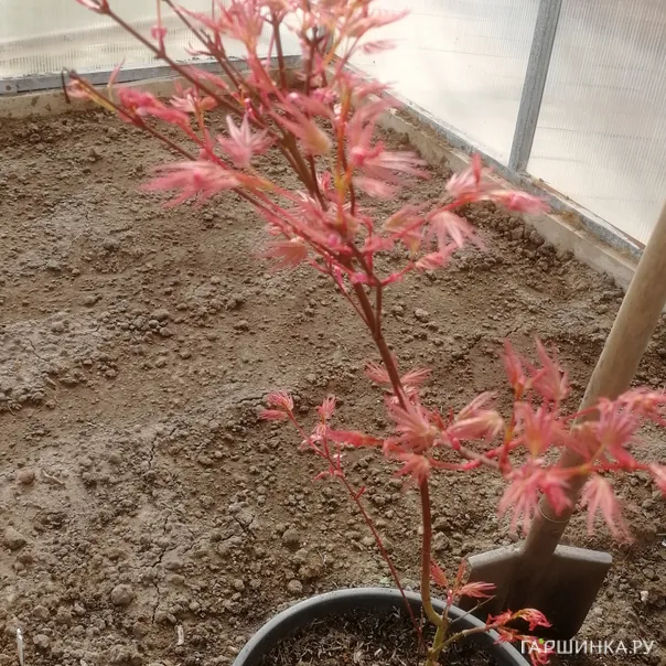 превью изображения отзыва