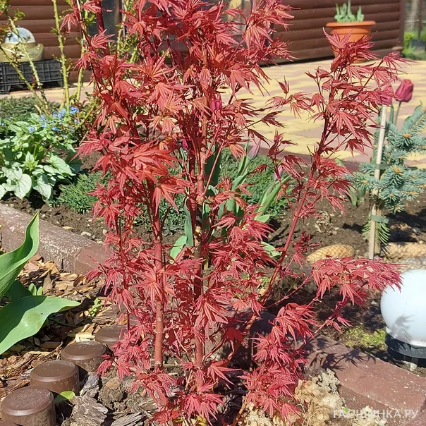 превью изображения отзыва