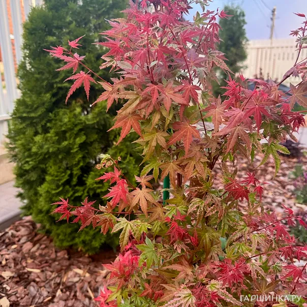 превью изображения отзыва