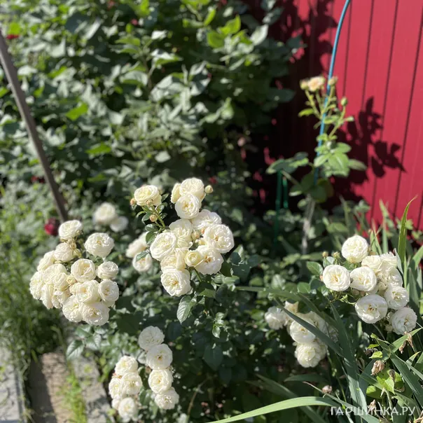 превью изображения отзыва