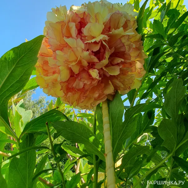 превью изображения отзыва