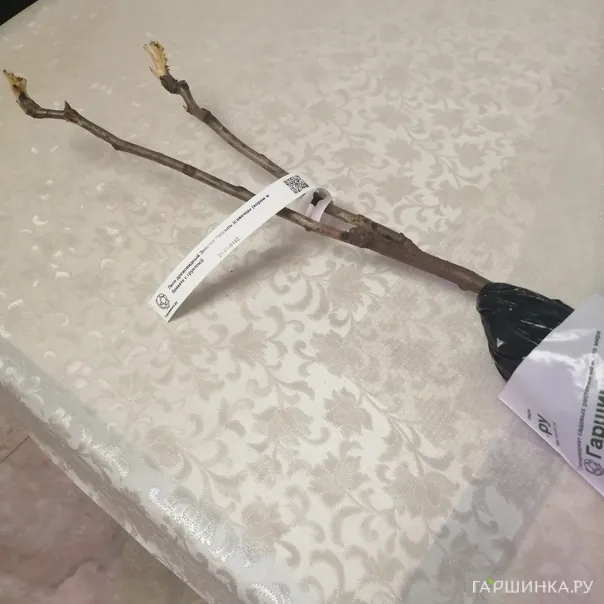 превью изображения отзыва