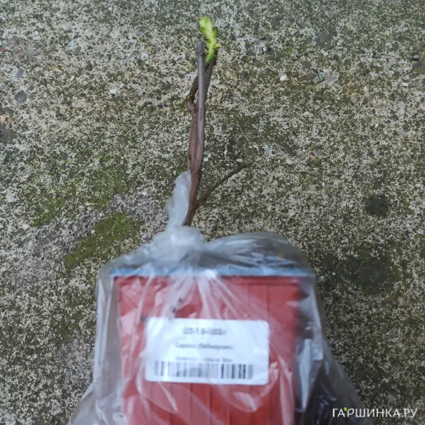 превью изображения отзыва