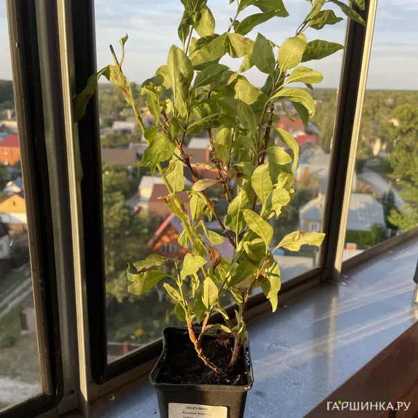 превью изображения отзыва